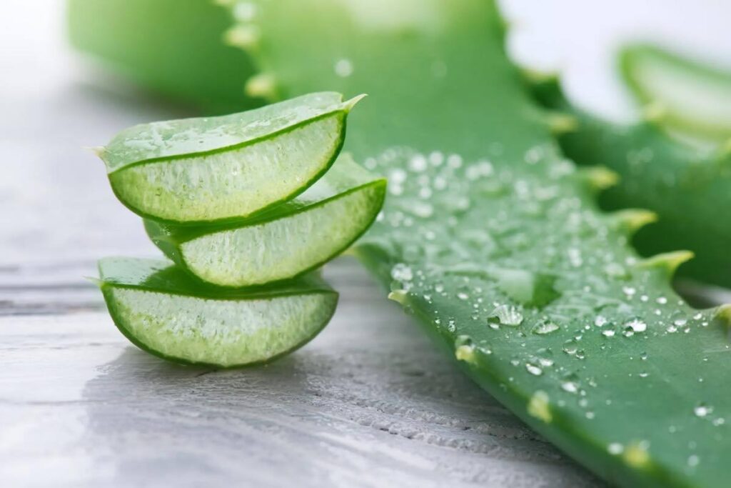 Nha đam được xem là nguyên liệu trị nám tàn nhang tuyệt vời.