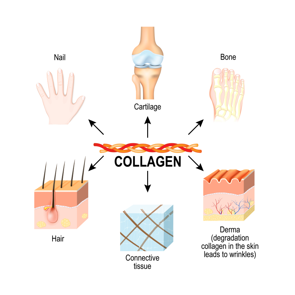 Collagen là một protein dạng sợi và chiếm khoảng 1/3 tổng số protein trong cơ thể