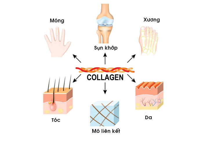Collagen là gì? Sự thật 70% phụ nữ chưa biết hết