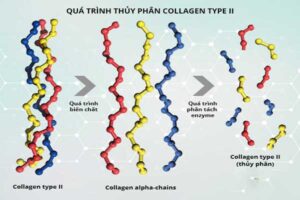 quy trình phân tách collagen