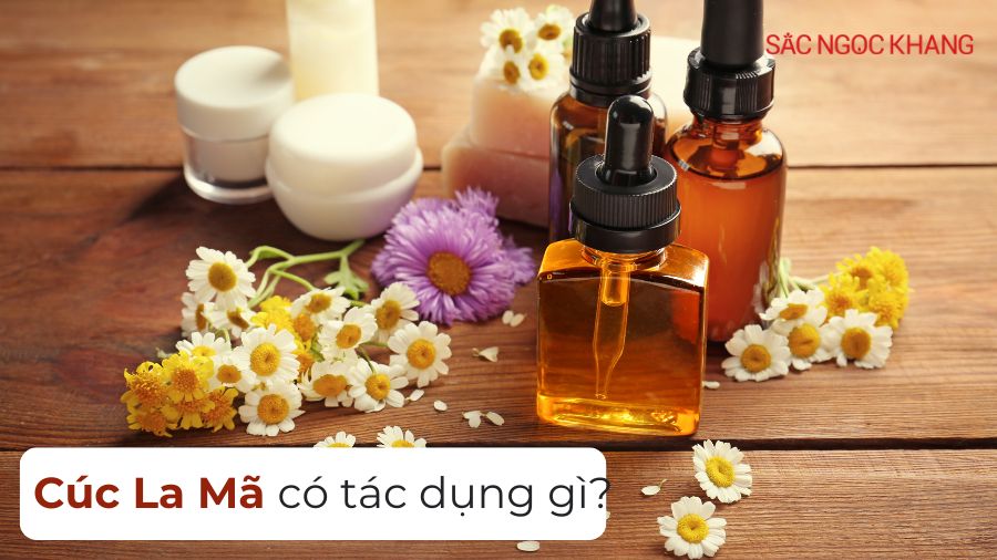 Cúc La Mã có tác dụng gì?