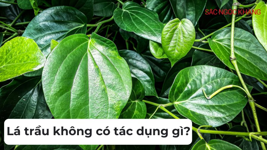 Lá trầu không có tác dụng gì?