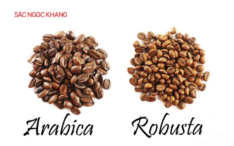 cà phê robusta