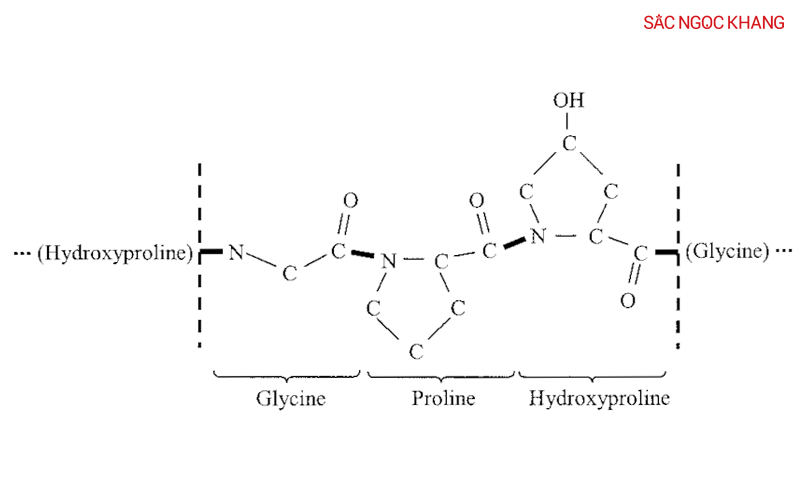 Cấu trúc của phân tử collagen