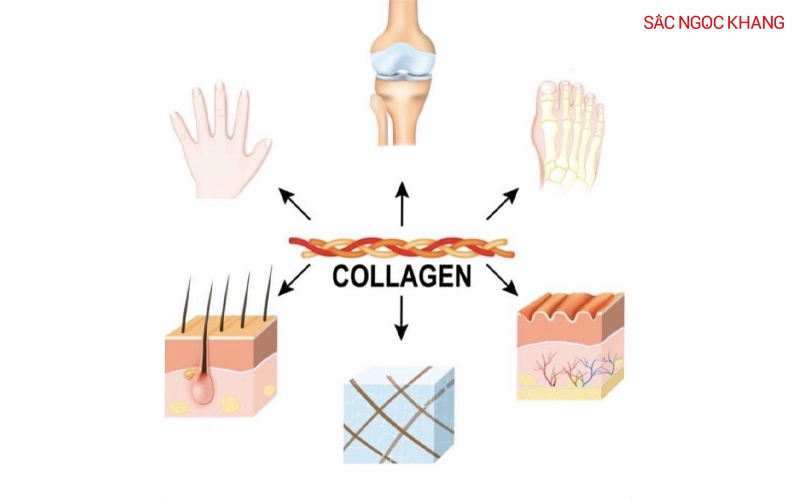 Cấu trúc các sợi collagen
