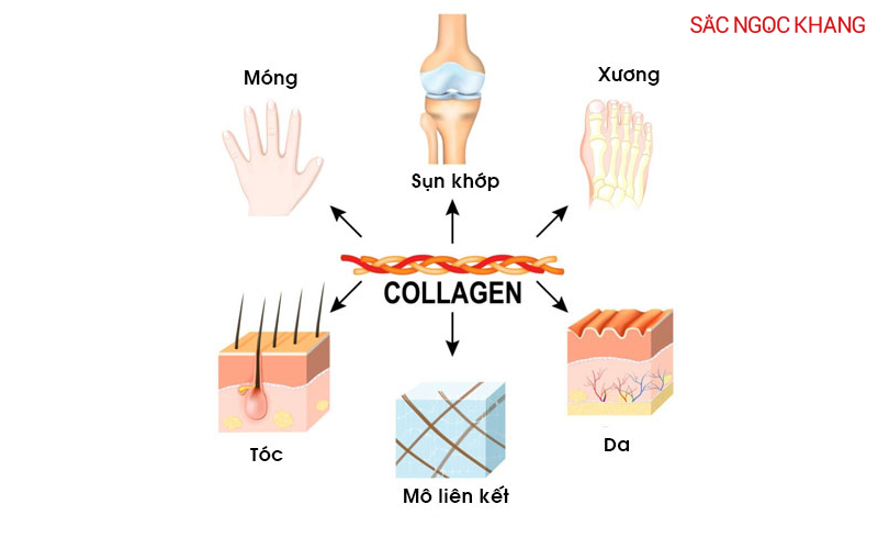 Cách collagen phát triển và hình thành cấu trúc đa dạng trong cơ thể