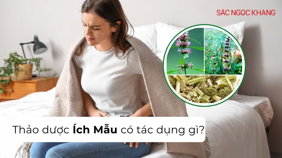 Khám phá tác dụng của ích mẫu
