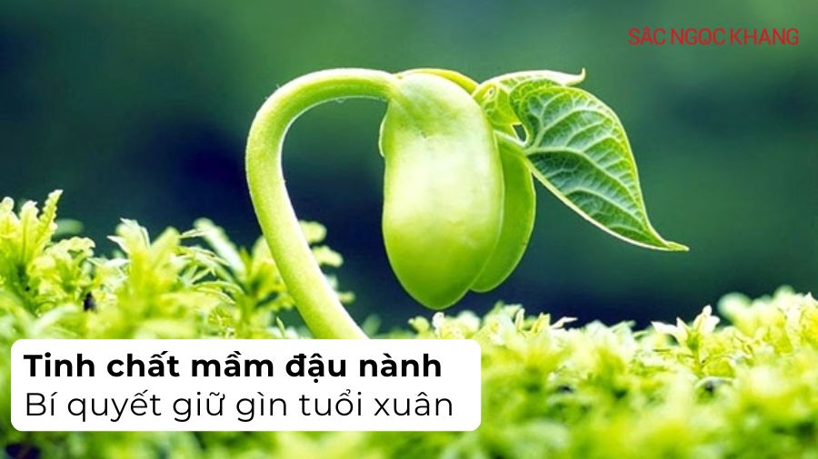 Tinh chất mầm đậu nành: Bí quyết giữ gìn tuổi xuân phụ nữ