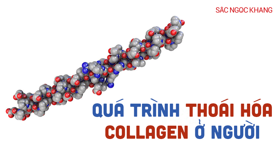 Quá trình thoái hóa collagen