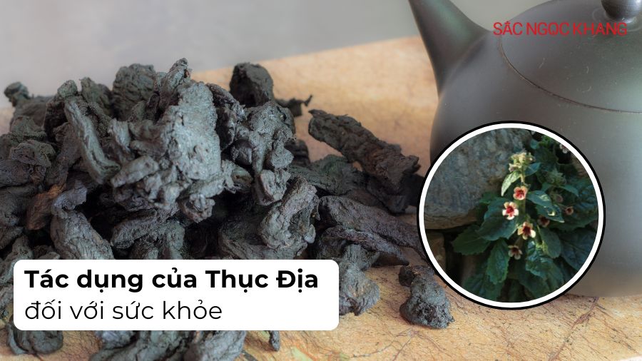 Cây thuốc thục địa có tác dụng gì đối với sức khỏe?