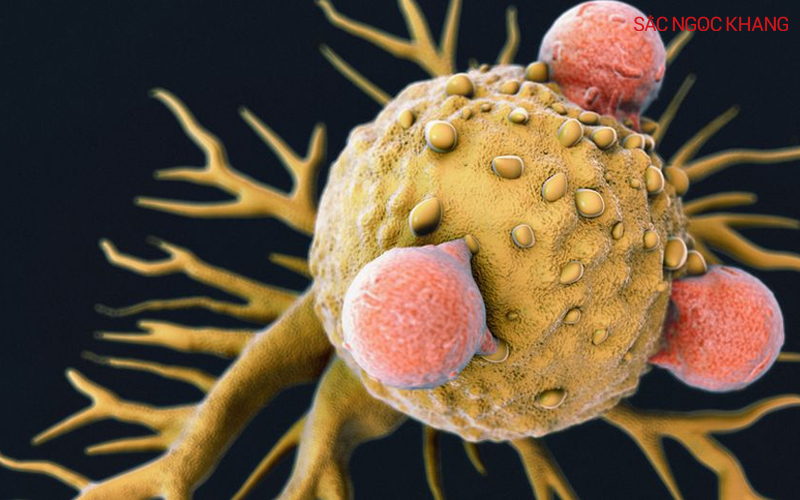 Tế bào ung thư sản xuất một lượng nhỏ collagen làm tác động đến hệ vi sinh và khả năng miễn dịch ở khối u