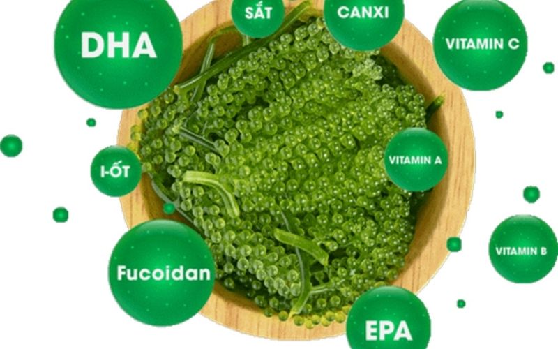 Lợi ích của rong nhỏ với sức khỏe con người
