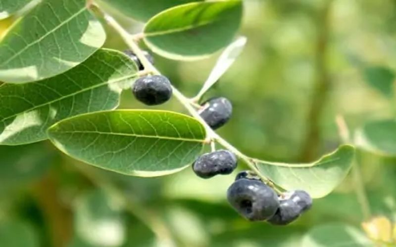 Thông tin về cây phèn đen chữa bệnh thủy đậu