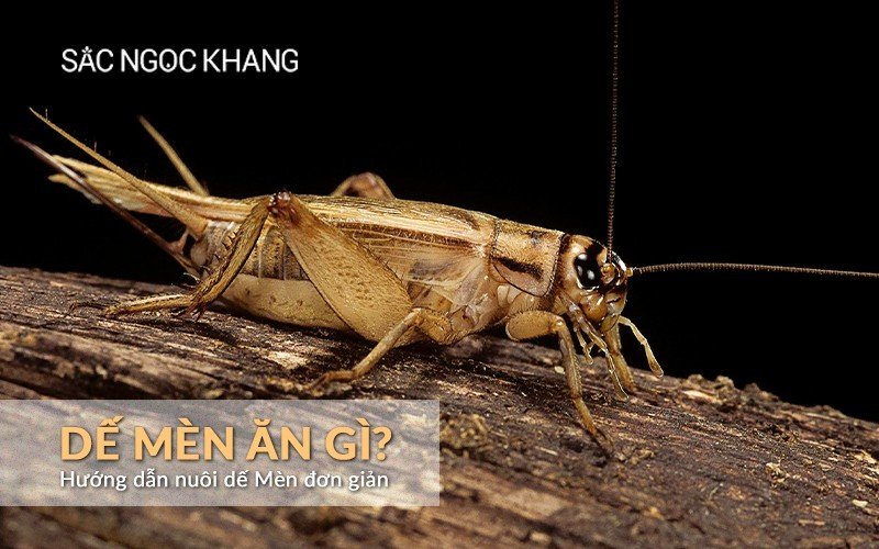 Dế Mèn ăn gì