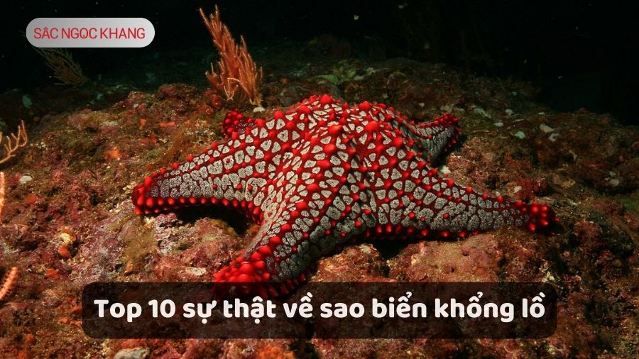 Sao biển khổng lồ
