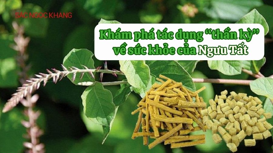 ngưu tất