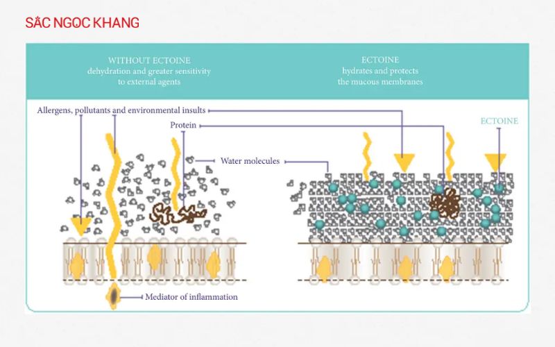 Ectoin có khả năng bảo vệ Protein